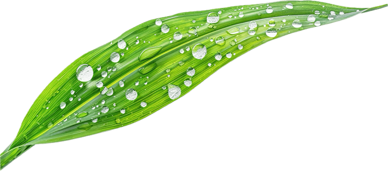 Close-up of Dew Drops on Green Leaves. png