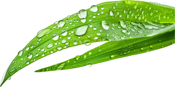 Close-up of Dew Drops on Green Leaves. png