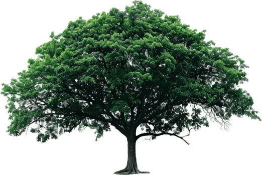 Large Green Tree with Spreading Canopy. png