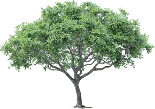 Large Green Tree with Spreading Canopy. png