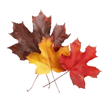 Three maple leaves on a transparent background png