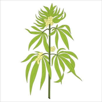 Hemp Seed Herb vector