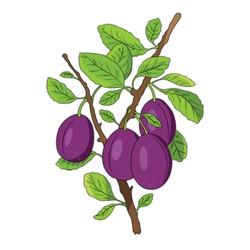 Plum tree fruit vector
