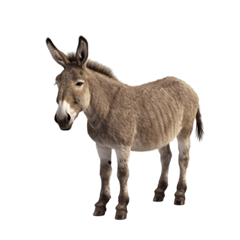 A donkey standing on a white background. png