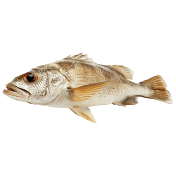 fish on transparent background png