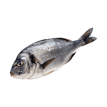 fish on transparent background png