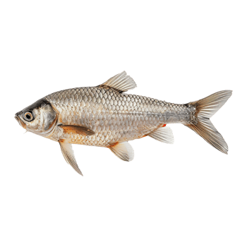 fish on transparent background png