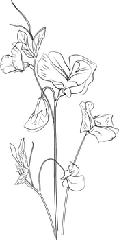 Sweet pea flower pencil art, Black and white outline coloring page and book for adults and children flower Sweet pea, with leaves hand drawn engraved ink illustration artistic design vector