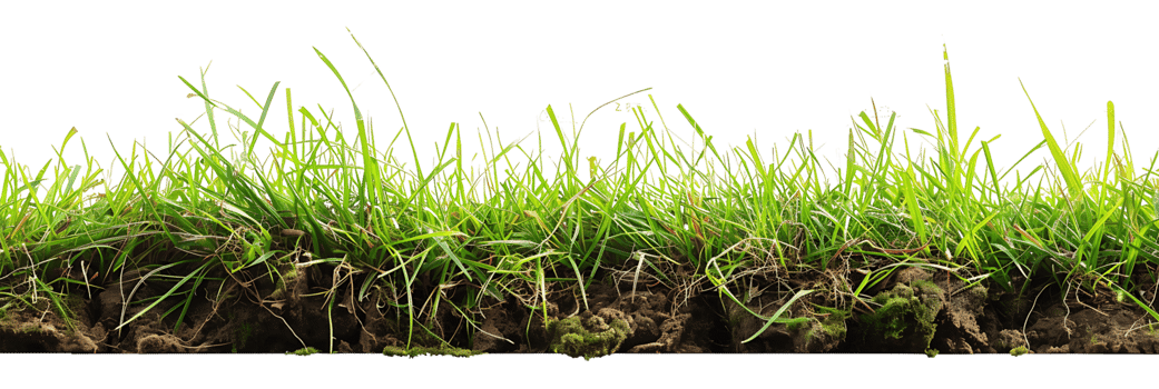 Clear Background Green Grass Cutout png