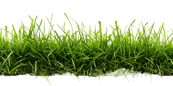 Green Grass Isolation Clear Background png