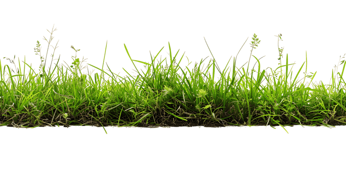 Transparent Cutout of Lush Green Grass png