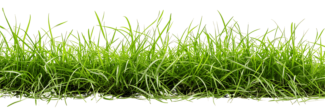Transparent Green Grass on White Background png