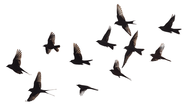Transparent Cutout of Flock of Birds png