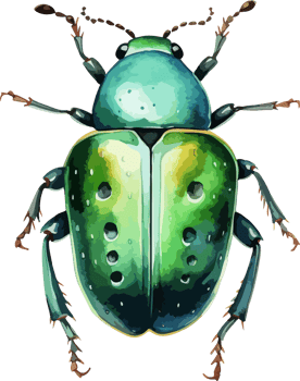 Beetle clipart design illustration png