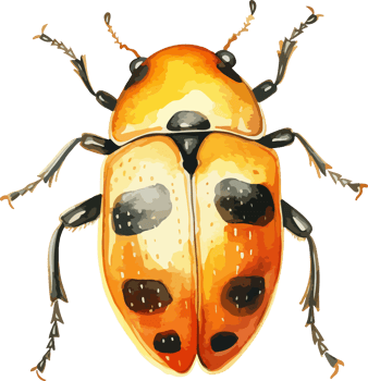 Beetle clipart design illustration png
