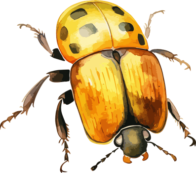 Beetle clipart design illustration png
