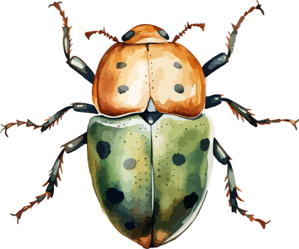 Beetle clipart design illustration png