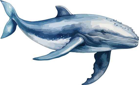 Whale clipart design illustration png