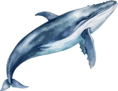 Whale clipart design illustration png