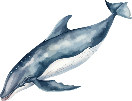 Whale clipart design illustration png