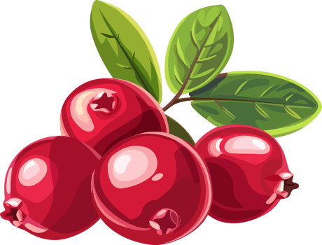 Cranberry clipart design illustration png