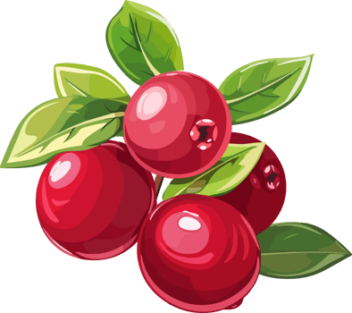 Cranberry clipart design illustration png