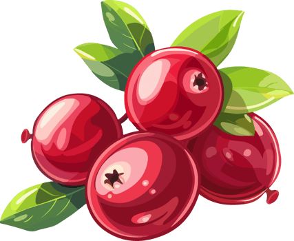 Cranberry clipart design illustration png