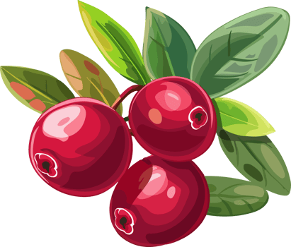 Cranberry clipart design illustration png