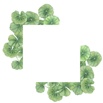 Centella asiatica square frame clipart. Watercolor gotu cola card template with space for text. Botanical greenery wedding and spring design. Layout for cosmetics, beauty label and packaging. png