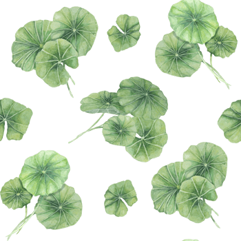 Green centella asiatica seamless pattern, vibrant foliage textile, greenery clipart. Watercolor gotu kola botanical print design for clothes, wallpaper, wrapping paper, scrapbooking, apparel, beauty png