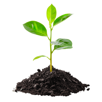 Small Plant Growing from Soil Isolated on Transparent Background png