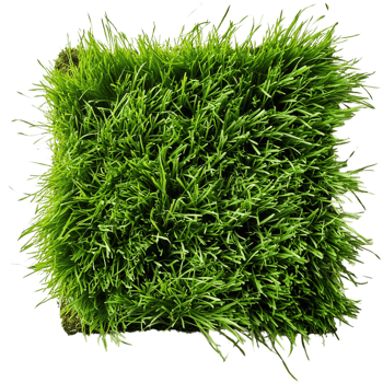 green grass isolated on white png