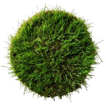 green grass isolated on white png