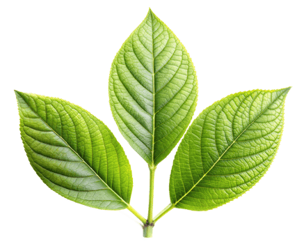 Three green leaves on a branch, isolated on a transparent background png