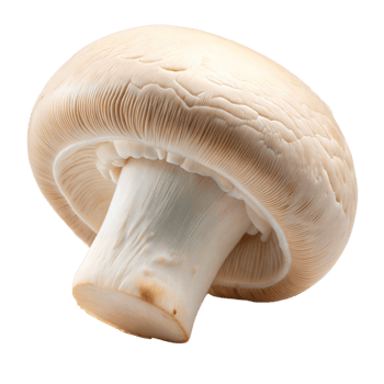 A single white button mushroom is isolated on a transparent background png