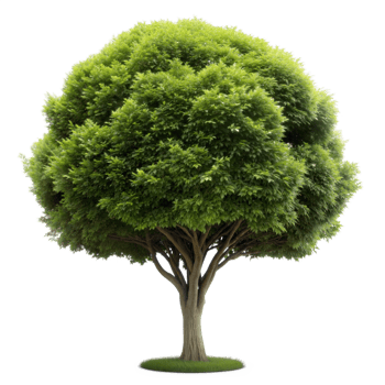 A vibrant green tree with a thick canopy, isolated on a transparent background. Perfect for adding a touch of nature to your design projects png