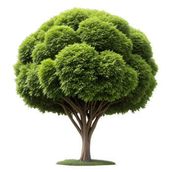 A single tree with a large, full canopy and multiple trunks png