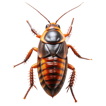 A brown and black bug with a long antennae png