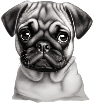 Close up captures Pugs distinctive wrinkled, expressive face. AI-Generated. png