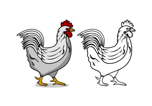Chicken Cartoon Character Design Illustration vector