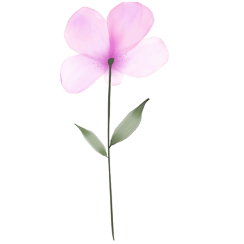 A Pink Watercolour Flower on a Transparent Background png