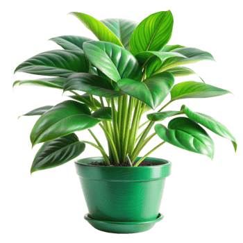 Green Plant in Green Pot on Transparent Background png