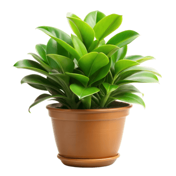 Green Plant in Brown Pot on Transparent Background png
