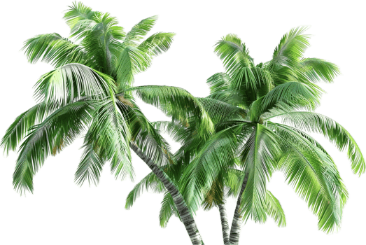 Lush Tropical Palm Trees. png