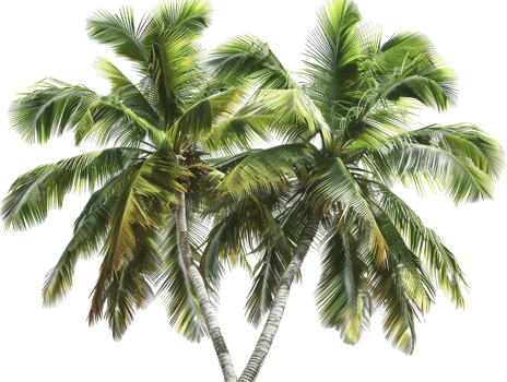 Lush Tropical Palm Trees. png