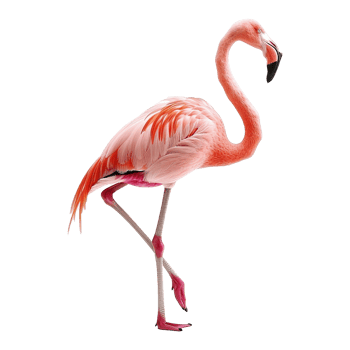 flamingo isolated on transparent background png