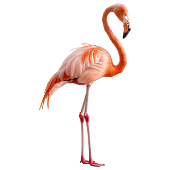 flamingo isolated on transparent background png