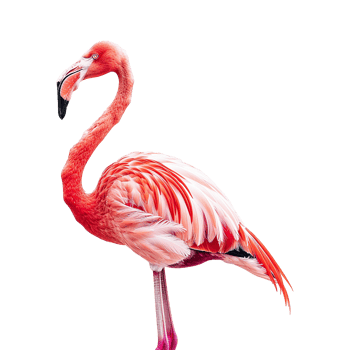 flamingo isolated on transparent background png