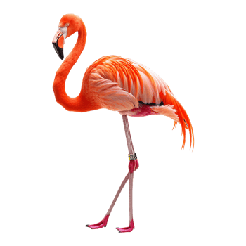 flamingo isolated on transparent background png
