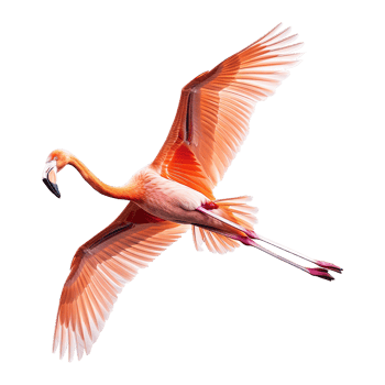 Flying flamingo isolated on transparent background png
